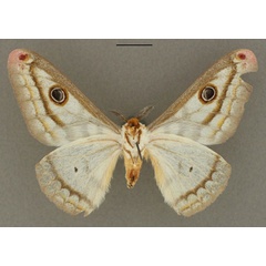 /filer/webapps/moths/media/images/D/digennaroi_Heniocha_HT_RBINS_02.jpg