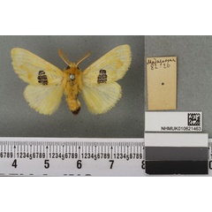 /filer/webapps/moths/media/images/L/limonea_Choerotricha_HT_BMNHa.jpg