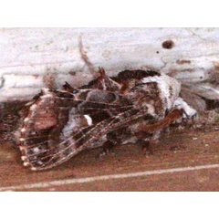 /filer/webapps/moths/media/images/M/myxa_Odontocheilopteryx_A_Sydes.jpg