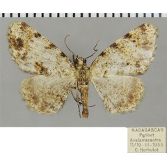 /filer/webapps/moths/media/images/P/pauliani_Ectropis_AM_ZSMa.jpg