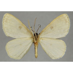 /filer/webapps/moths/media/images/A/anisa_Ectropis_AM_ZSMb.jpg