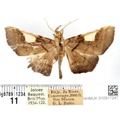 /filer/webapps/moths/media/images/H/hyalinata_Episparis_AM_BMNH_02.jpg