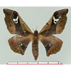 /filer/webapps/moths/media/images/B/basquini_Holocerina_AF_Basquin.jpg