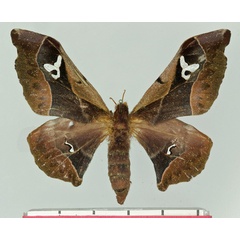 /filer/webapps/moths/media/images/B/basquini_Holocerina_AF_Basquin.jpg