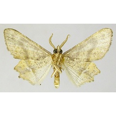 /filer/webapps/moths/media/images/T/tergimacula_Coenina_AM_ZSMb.jpg