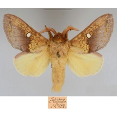/filer/webapps/moths/media/images/M/maryannae_Hypotrabala_HT_NMB.jpg