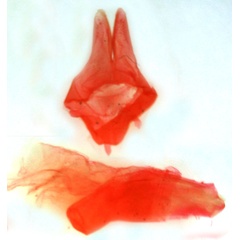 /filer/webapps/moths/media/images/O/overlaeti_Eligma_GMHT_Berio-4177.jpg