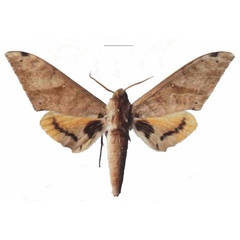 /filer/webapps/moths/media/images/A/admatha_Pseudoclanis_AM_EMEM_01a.jpg