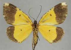 /filer/webapps/moths/media/images/A/amieti_Xylopteryx_HT_ZSMb.jpg