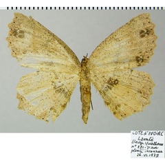 /filer/webapps/moths/media/images/I/inaequivalvis_Colocleora_AF_ZSM.jpg