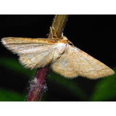 /filer/webapps/moths/media/images/A/auranticollis_Heterostegane_A_Liebenberg_02.jpg