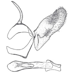 /filer/webapps/moths/media/images/A/agassizi_Epermenia_GMHT_NMK.jpg