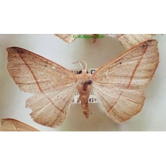 /filer/webapps/moths/media/images/S/scardamyctes_Psilocerea_AF_PZBT.jpg