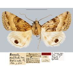 /filer/webapps/moths/media/images/A/azelikoula_Anumeta_STM_MNHN.jpg