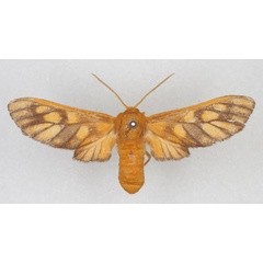 /filer/webapps/moths/media/images/A/aurantiifusca_Rhipidarctia_HT_HDOU_01.jpg