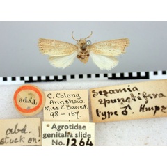 /filer/webapps/moths/media/images/E/epunctifera_Sesamia_ST_BMNH.jpg