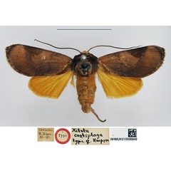 /filer/webapps/moths/media/images/C/costiplaga_Aiteta_HT_NHMUK.jpg