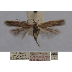 /filer/webapps/moths/media/images/D/dispensata_Phthorimaea_FST_TMSA.jpg