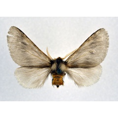 /filer/webapps/moths/media/images/J/jordana_Thaumetopoea_AM_NHMO_02.jpg