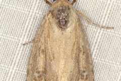 Heliocheilus stigmatia