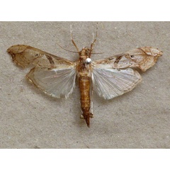 /filer/webapps/moths/media/images/M/meticulosalis_Terastia_A_Butler.jpg