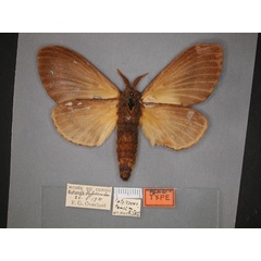 /filer/webapps/moths/media/images/T/tamsi_Catalebeda_AT_RMCA_02.jpg