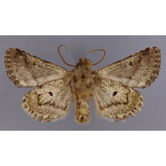 /filer/webapps/moths/media/images/P/philoxalis_Klugeana_A_RMCA_02.jpg