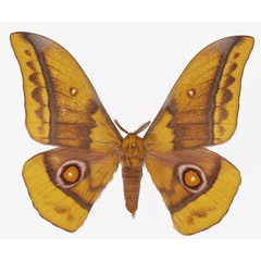 /filer/webapps/moths/media/images/E/emini_Gonimbrasia_AM_Basquin.jpg