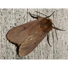 /filer/webapps/moths/media/images/F/fulvia_Metarctia_A_Mateke_01.jpg