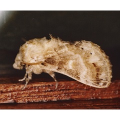 /filer/webapps/moths/media/images/M/myxa_Odontocheilopteryx_A_Roland_01_0zFGbad.jpg