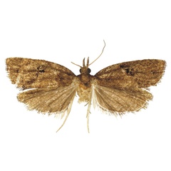 /filer/webapps/moths/media/images/C/congenita_Pandemis_PTF_RMCA.jpg