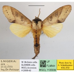 /filer/webapps/moths/media/images/B/bisecta_Tmetopteryx_A_MGCLa_03.JPG