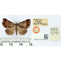 /filer/webapps/moths/media/images/C/calida_Chalciope_HT_BMNH.jpg