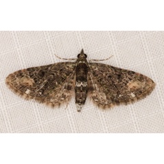 /filer/webapps/moths/media/images/R/rubiginifera_Eupithecia_A_Heyns_01.jpg