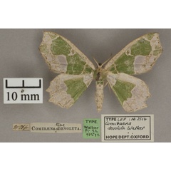 /filer/webapps/moths/media/images/D/devoluta_Archichlora_HTM_OUMNHa_01.jpg