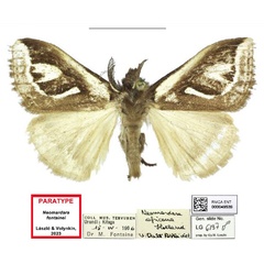 /filer/webapps/moths/media/images/F/fontainei_Neomardara_PTM_RMCA_01.jpg