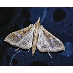 /filer/webapps/moths/media/images/V/vitrata_Maruca_A_Roland_01_h7v0Gfi.jpg