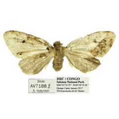/filer/webapps/moths/media/images/S/smithi_Lithosiccia_PTF_ANHRT.jpg