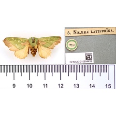 /filer/webapps/moths/media/images/L/latistriga_Neaera_HT_BMNH.jpg