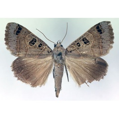 /filer/webapps/moths/media/images/M/melaconisia_Ophiusa_A_RMCA.jpg