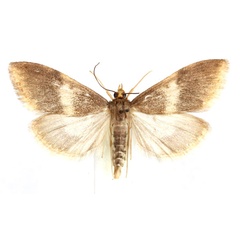 /filer/webapps/moths/media/images/A/amphinephela_Anania_AM_Agassiz.jpg