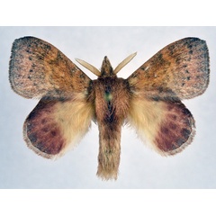 /filer/webapps/moths/media/images/F/fuscofasciata_Leipoxais_AM_NHMO_02.jpg