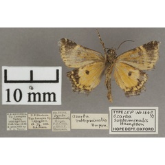 /filer/webapps/moths/media/images/S/subterminalis_Acontiola_PT_OUMNHb_01.jpg