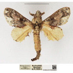 /filer/webapps/moths/media/images/M/maculata_Odontocheilopteryx_AM_NHMUK_01.jpg