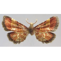 /filer/webapps/moths/media/images/P/peyrierasalis_Zitha_HT_MNHN.jpg