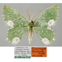 /filer/webapps/moths/media/images/L/leucocycla_Prasinocyma_HT_ZSM_01.jpg