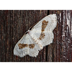 /filer/webapps/moths/media/images/V/vestalis_Somatina_A_Roland_01.jpg