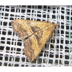 /filer/webapps/moths/media/images/M/matilei_Progonia_A_Bippus.jpg