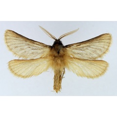 /filer/webapps/moths/media/images/I/inornata_Gorgopis_AM_TMSA_01.jpg