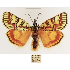/filer/webapps/moths/media/images/P/pulchra_Paida_AM_TMSA_01.jpg